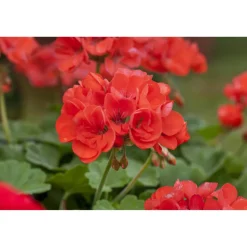 Stehende Geranie rot 12 cm Topf, 2er-Set