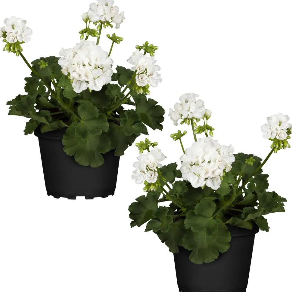 Stehende Geranie weiß 12 cm Topf, 2er-Set