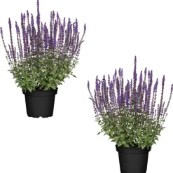 Steppen-Salbei blau 13 cm Topf 2er-Set