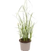 Sternentänzergras weiß 13 cm Topf
