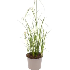 Sternentänzergras weiß 13 cm Topf