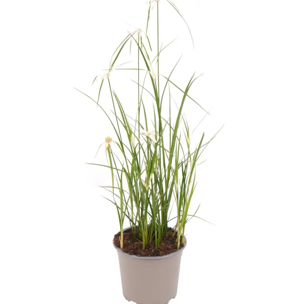 Sternentänzergras weiß 13 cm Topf
