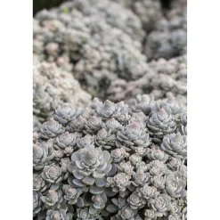 Sternwurz 'Chinesische Narrenkappe' 13 cm Topf