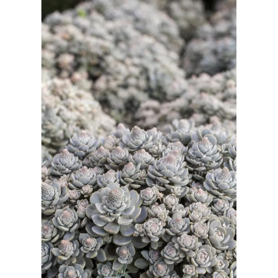 Sternwurz 'Chinesische Narrenkappe' 13 cm Topf