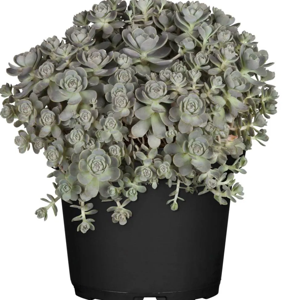 Sternwurz 'Chinesische Narrenkappe' 13 cm Topf