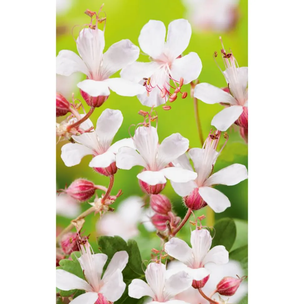 Storchschnabel 'Spessart', 9 cm Topf, 3er-Set