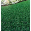 Strapazierrasen 2 kg für ca. 100 m²