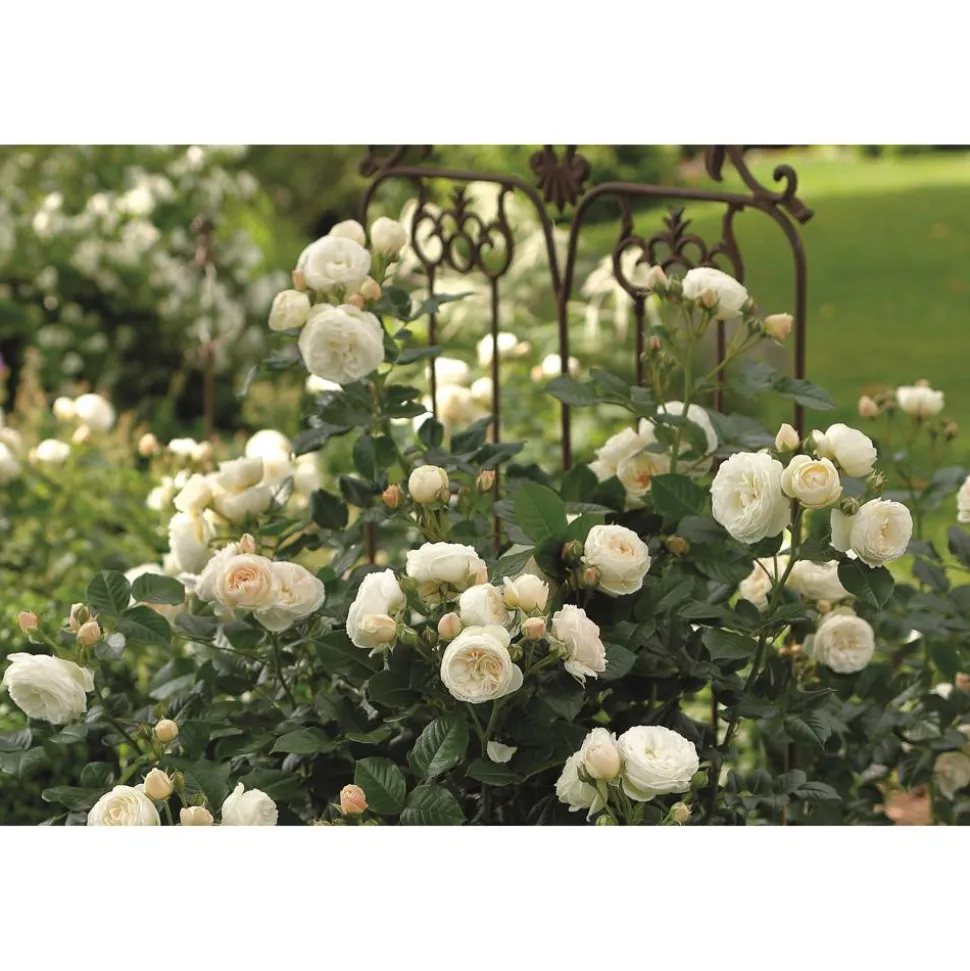 Strauchrose Mix 21 cm Topf