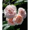 Strauchrosen 'Clair™ Renaissance Poulsyng', 21 cm Topf dreigestäbt