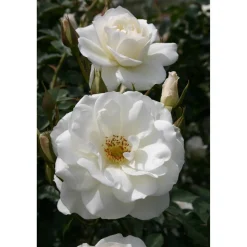 Strauchrosen 'Schneewittchen', 21 cm Topf dreigestäbt