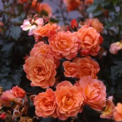 Strauchrosen 'Westerland', 21 cm Topf dreigestäbt