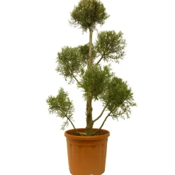 Säulen-Arizona-Zypresse 'Fastigiata' Pompon , 30 cm Topf