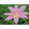 Sumpfkrokus rosa, 9x9 cm Topf, 3er-Set