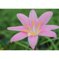 Sumpfkrokus rosa, 9x9 cm Topf, 3er-Set