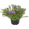Teppichphlox verschiedene Farben 13 cm Topf
