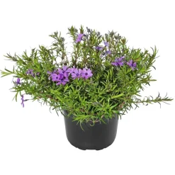 Teppichphlox verschiedene Farben 13 cm Topf