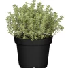 Thymian grün 14 cm Topf