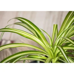 Tierfutterpflanze Grünlilie 'Variegatum' 12 cm Topf