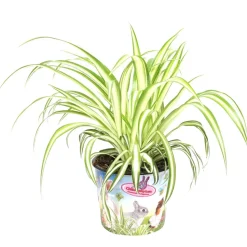 Tierfutterpflanze Grünlilie 'Variegatum' 12 cm Topf