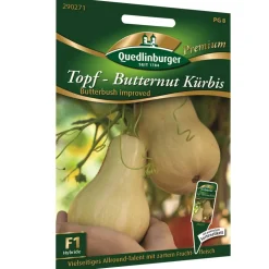 Topf-Butternut Kürbis 'Butterbush improved'