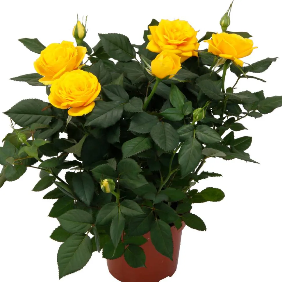 Topfrose verschiedene Sorten 13 cm Topf