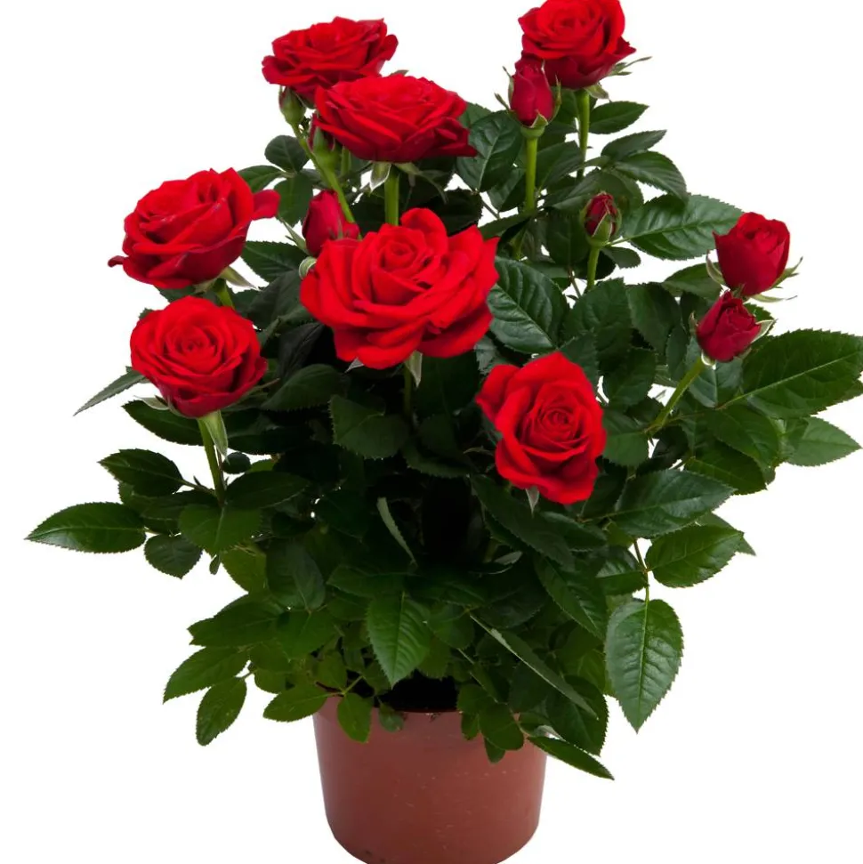 Topfrose verschiedene Sorten 13 cm Topf