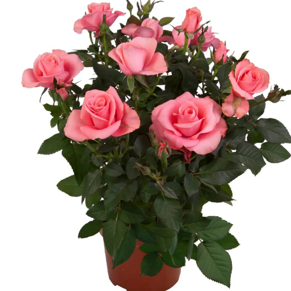 Topfrose verschiedene Sorten 13 cm Topf