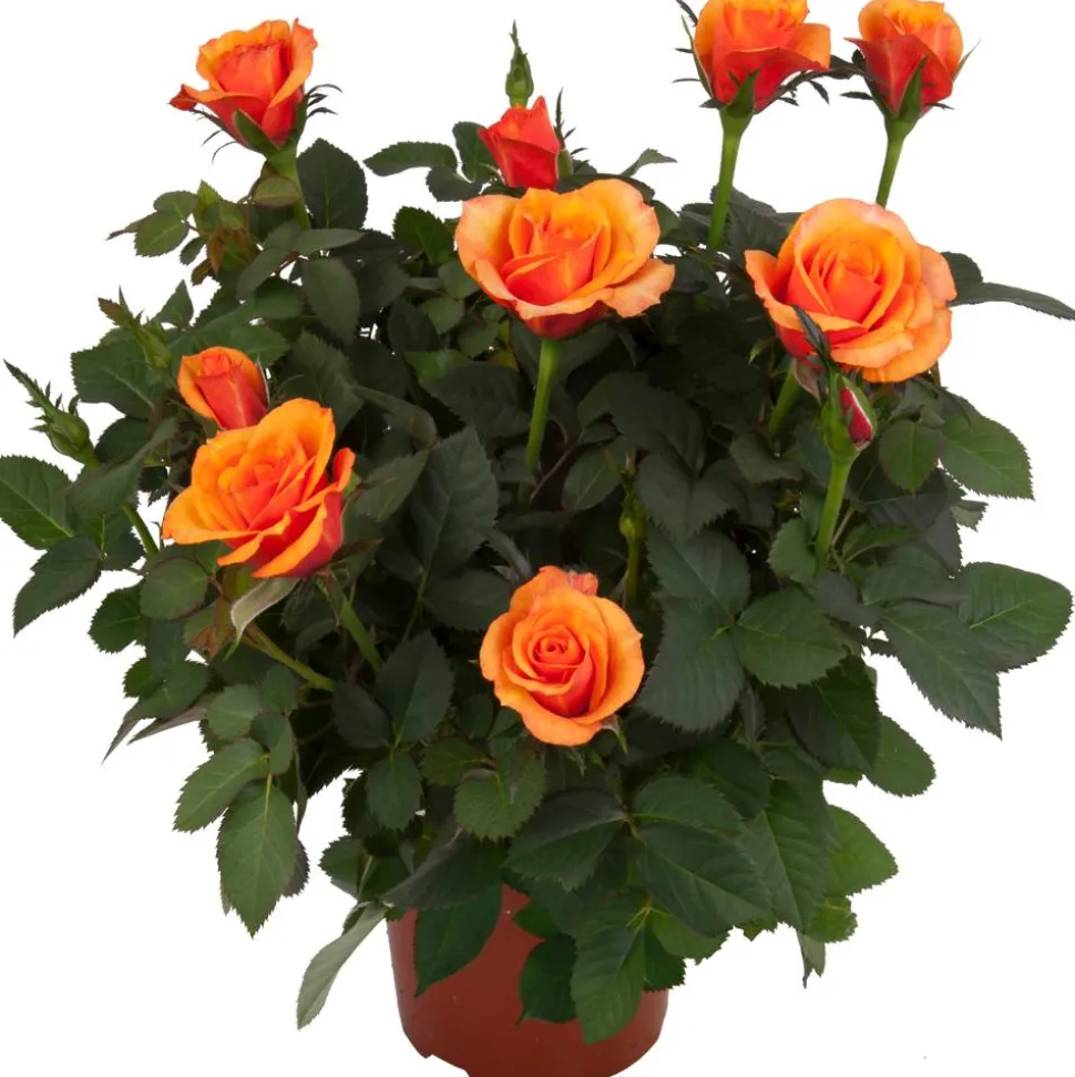 Topfrose verschiedene Sorten 13 cm Topf