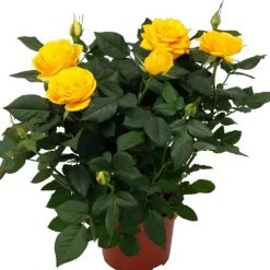 Topfrose verschiedene Sorten 13 cm Topf