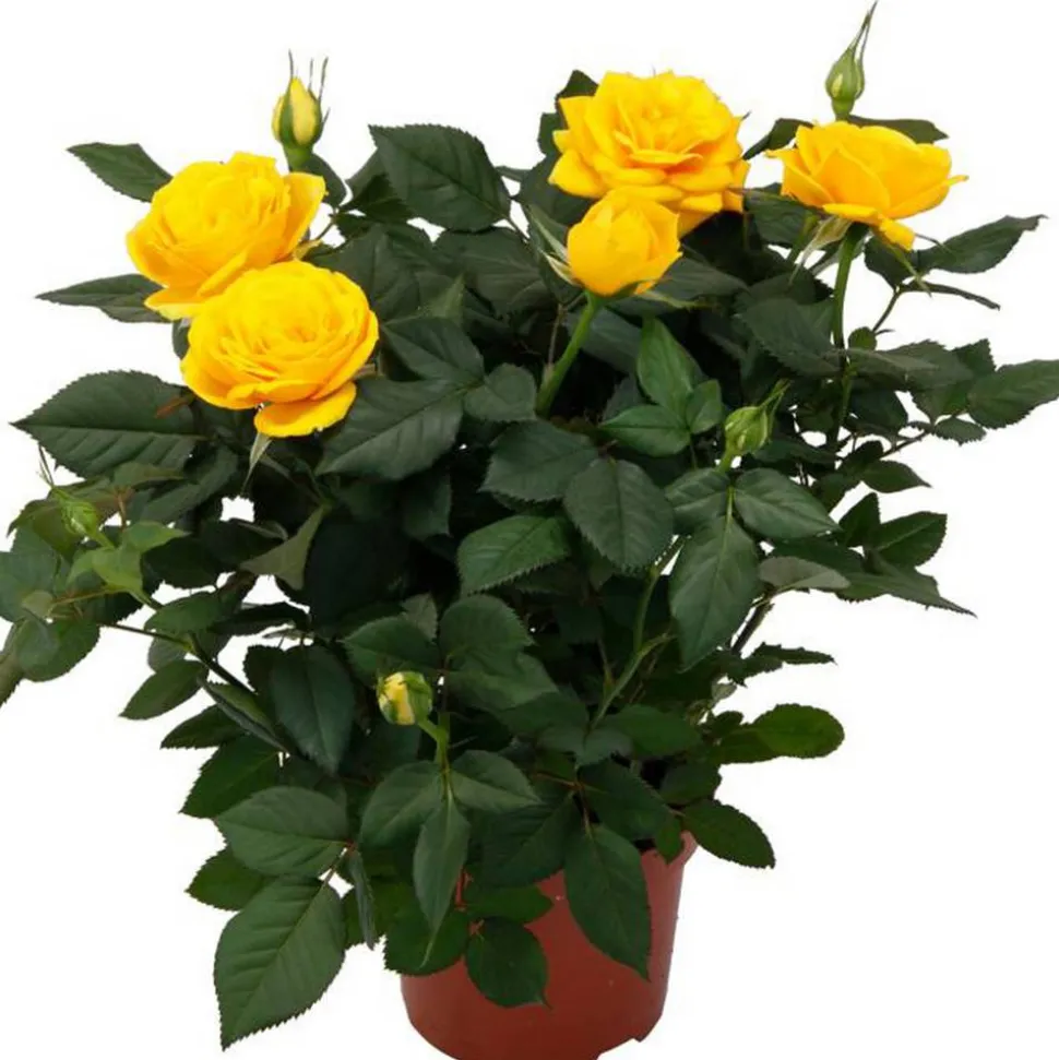 Topfrose verschiedene Sorten 13 cm Topf