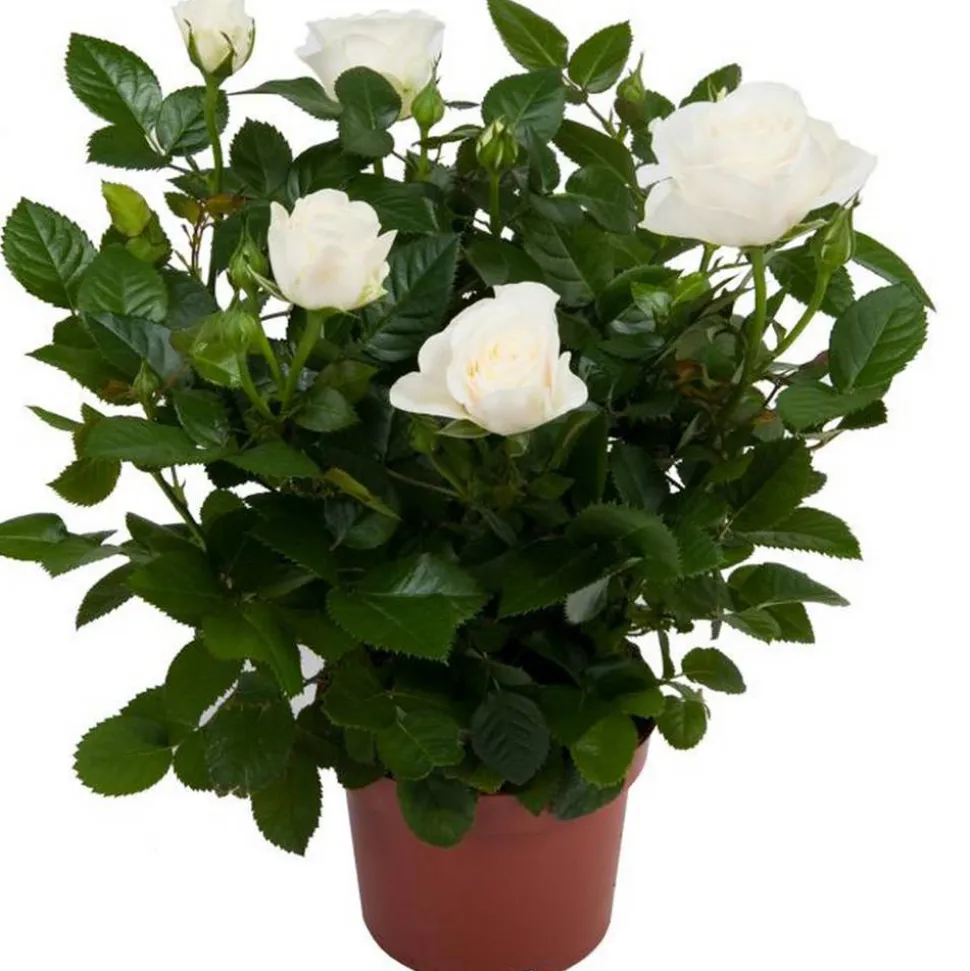 Topfrose verschiedene Sorten 13 cm Topf