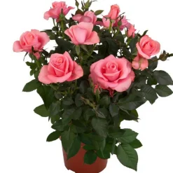 Topfrose verschiedene Sorten 13 cm Topf