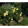TOWNE & COUNTRY 'Clear Cover Poultc013', 15 cm Topf