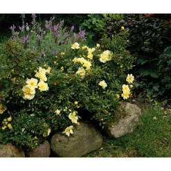 TOWNE & COUNTRY 'Clear Cover Poultc013', 15 cm Topf