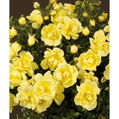TOWNE & COUNTRY 'Clear Cover Poultc013', 15 cm Topf