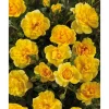 TOWNE & COUNTRY 'Excellent Cover Poultc017', 15 cm Topf
