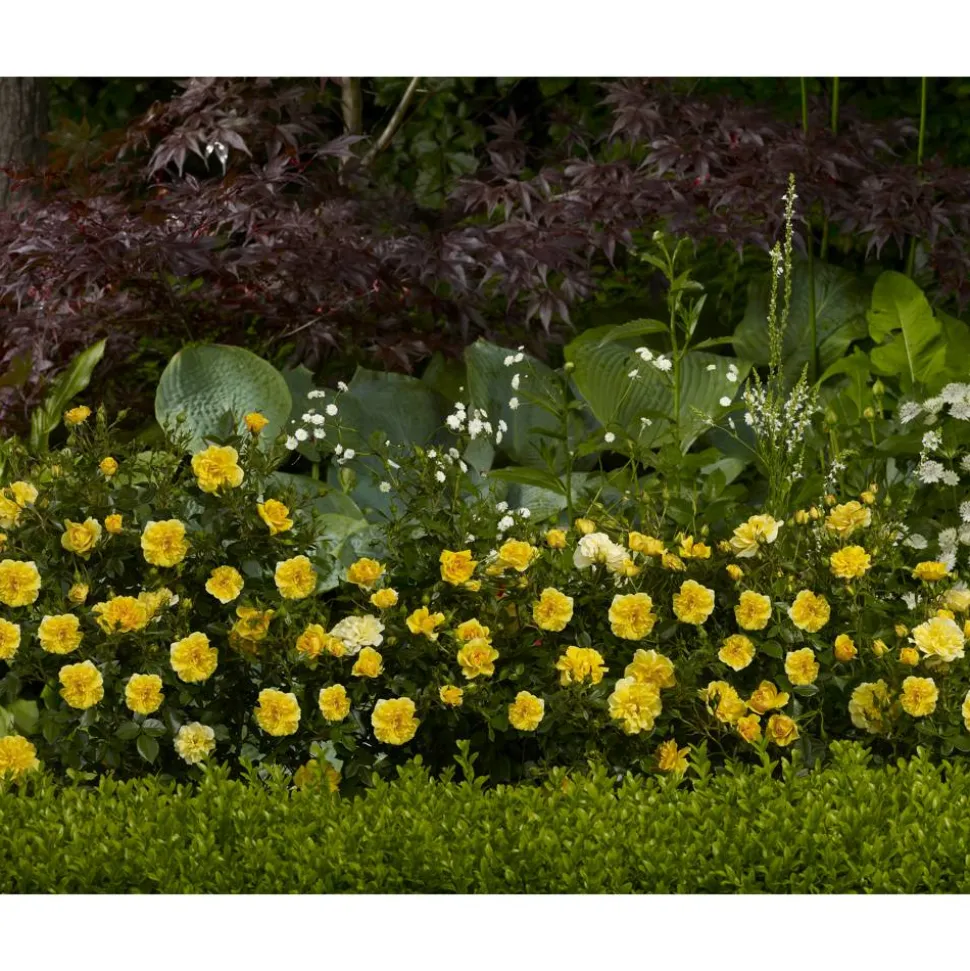 TOWNE & COUNTRY 'Excellent Cover Poultc017', 15 cm Topf