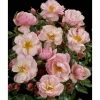 TOWNE & COUNTRY 'Gentle Cover Poullen', 15 cm Topf