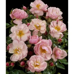 TOWNE & COUNTRY 'Gentle Cover Poullen', 15 cm Topf