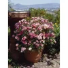TOWNE & COUNTRY 'Sweet Cover Poulweeto', 15 cm Topf