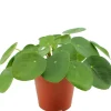 Ufopflanze 12 cm Topf