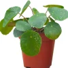 Ufopflanze 'Sugar' 13 cm Topf