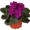 Usambaraveilchen rot 10 cm Topf
