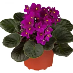 Usambaraveilchen rot 10 cm Topf