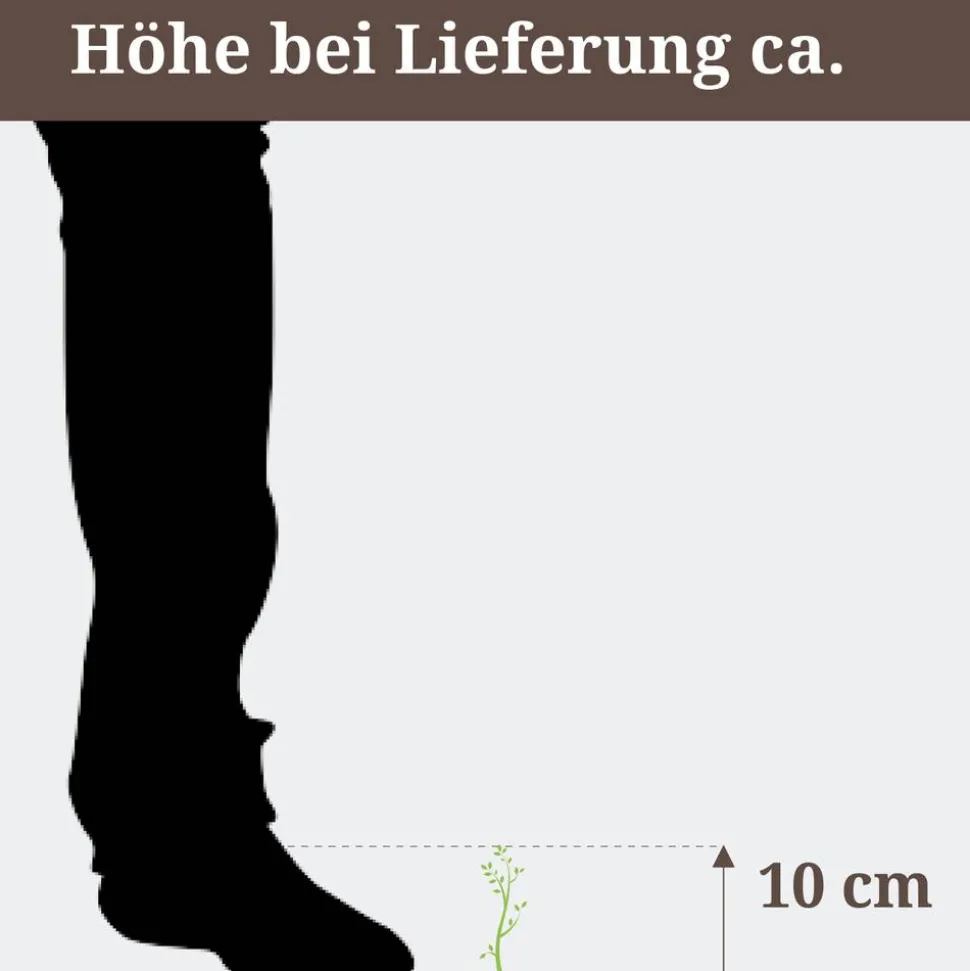 Venusfliegenfalle, 12 cm Topf