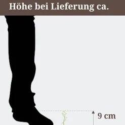 Venusfliegenfalle, 9 cm Topf