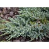 Wacholder 'Blue Carpet', 17 cm Topf
