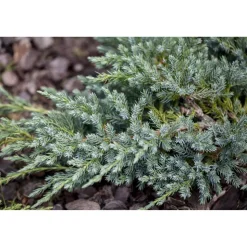 Wacholder 'Blue Carpet', 17 cm Topf