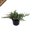 Wacholder "Blue Chip"