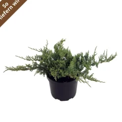 Wacholder "Blue Chip"
